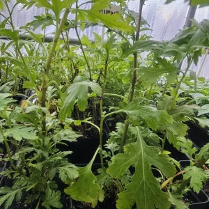 Mugwort Live Plant Starter - Nkoj Ntsuab Herbal Plant, 2.5 inch Pot - Image 1
