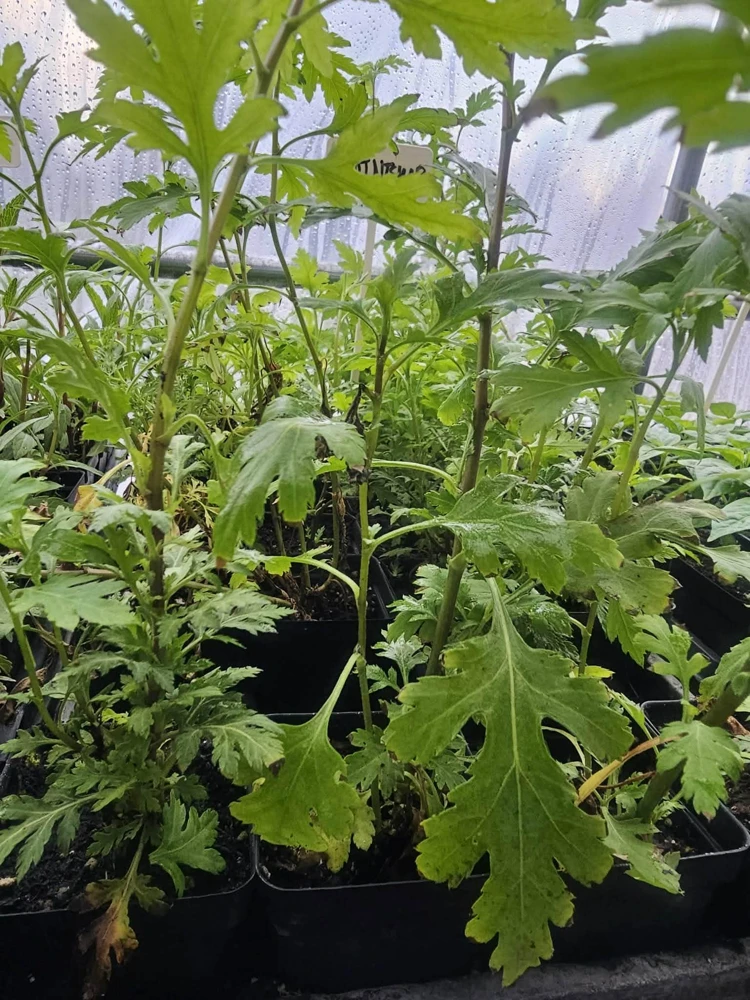 Mugwort Live Plant Starter - Nkoj Ntsuab Herbal Plant, 2.5 inch Pot - Image 1