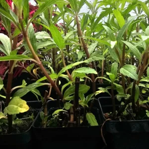 Mugwort Live Plant – Traditional Herb – 2.5 inch Pot – Starter Plant - Image 1