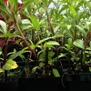 Mugwort Live Plant - Traditional Herbal Starter - 2.5 inch Pot - Image 1