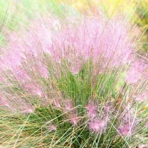 Muhly Grass Live Plant – Pink Ornamental Grass – 5-8