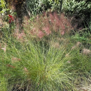 Muhly Grass Live Plant – Pink Ornamental Grass – 5-8