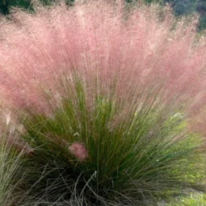 Muhly Grass Live Plant – Pink Ornamental Grass – 5-8