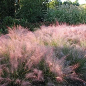 Muhly Grass Live Plant – Pink Ornamental Grass – 5-8