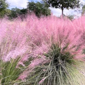 Muhly Grass Live Plant – Pink Ornamental Grass – 5-8