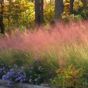 Muhly Grass Live Plant – Pink Ornamental Grass – 5-8