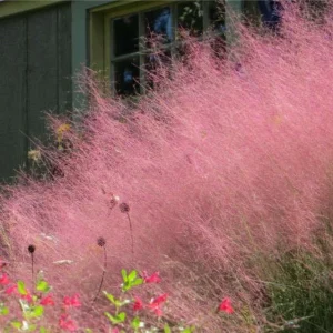 Muhly Grass Live Plant – Pink Ornamental Grass – 5-8