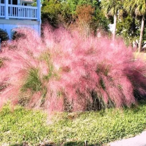 Muhly Grass Live Plant – Pink Ornamental Grass – 5-8" Tall Starter Plant – Outdoor - Image 1