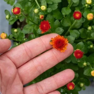 Mum Plant Live – Random Color Mix Chrysanthemum – 3-6
