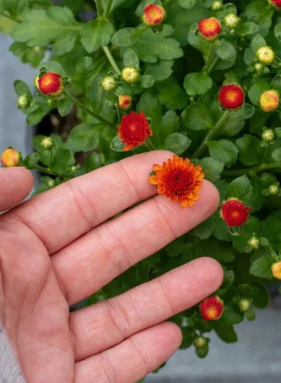 Mum Plant Live – Random Color Mix Chrysanthemum – 3-6" Tall Autumn Flowering - Image 2
