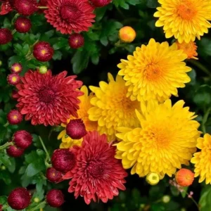 Mum Plant Live – Random Color Mix Chrysanthemum – 3-6