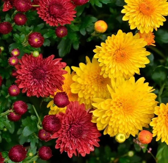 Mum Plant Live – Random Color Mix Chrysanthemum – 3-6" Tall Autumn Flowering - Image 3