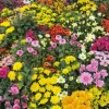 Mum Plant Live – Random Color Mix Chrysanthemum – 3-6" Tall Autumn Flowering - Image 1