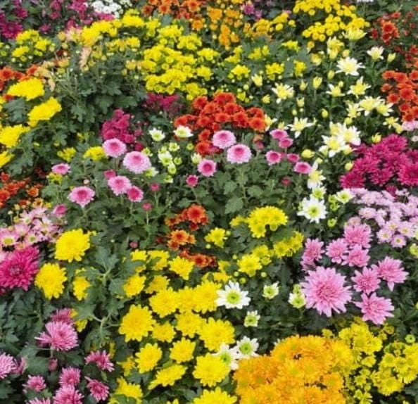 Mum Plant Live – Random Color Mix Chrysanthemum – 3-6" Tall Autumn Flowering - Image 1