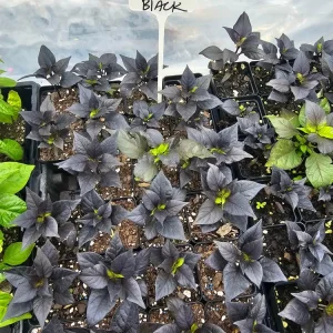 Naga Black Twister Pepper Live Plant - Superhot, Ornamental, 2.5 inch pot - Image 2