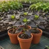 Naga Black Twister Pepper Live Plant - Superhot, Ornamental, 2.5 inch pot - Image 1