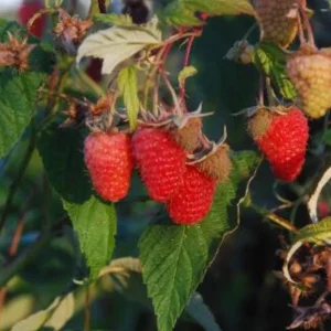 Nantahala Everbearing Raspberry Live Plant – Sweet Red Fruiting Cane – 4 inch Pot – Outdoor - Image 2