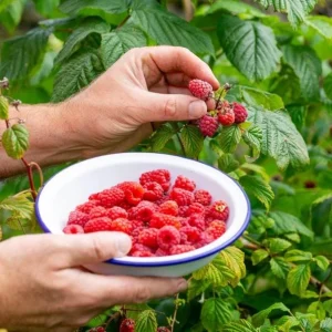 Nantahala Everbearing Raspberry Live Plant – Sweet Red Fruiting Cane – 4 inch Pot – Outdoor - Image 3