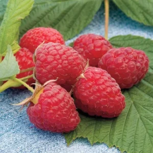 Nantahala Everbearing Raspberry Live Plant – Sweet Red Fruiting Cane – 4 inch Pot – Outdoor - Image 4