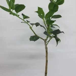 Nellie R. Stevens Holly Live Plant - Evergreen Shrub - 6-12