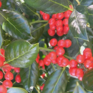 Nellie R. Stevens Holly Live Plant - Evergreen Shrub - 6-12