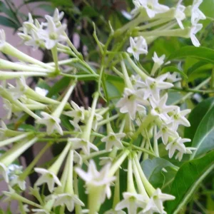 Night Blooming Jasmine Live Plant – Fragrant Evening Shrub – 3-6 Inch Starter - Image 2