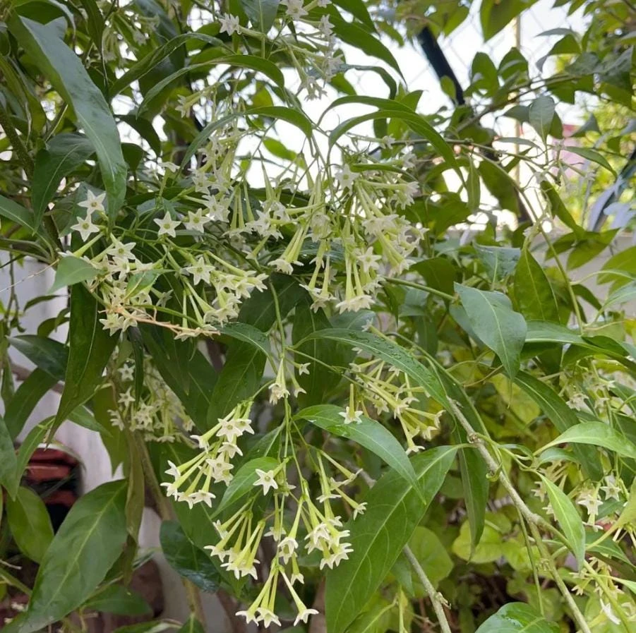 Night Blooming Jasmine Live Plant – Fragrant Evening Shrub – 3-6 Inch Starter - Image 3