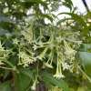 Night Blooming Jasmine Live Plant – Fragrant Evening Shrub – 3-6 Inch Starter - Image 1