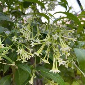 Night Blooming Jasmine Live Plant – Fragrant Evening Shrub – 3-6 Inch Starter - Image 1