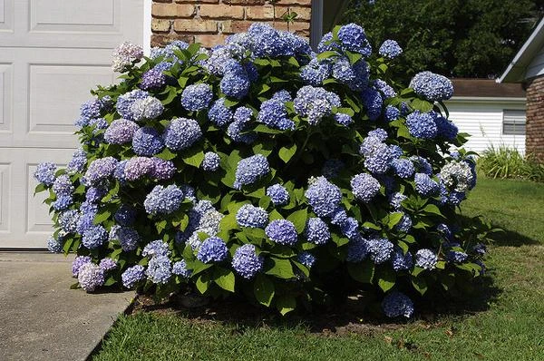 Nikko Blue Hydrangea Live Plant - 2.5" Pot, 6-10" Tall - Outdoor Shrub - Image 2