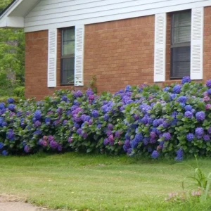Nikko Blue Hydrangea Live Plant - 2.5