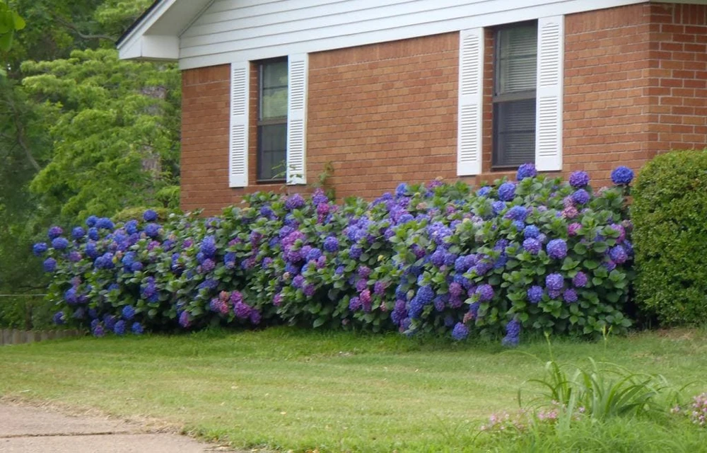 Nikko Blue Hydrangea Live Plant - 2.5" Pot, 6-10" Tall - Outdoor Shrub - Image 3