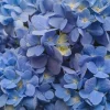 Nikko Blue Hydrangea Live Plant - 2.5" Pot, 6-10" Tall - Outdoor Shrub - Image 1
