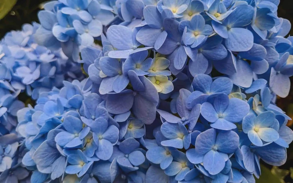 Nikko Blue Hydrangea Live Plant - 2.5" Pot, 6-10" Tall - Outdoor Shrub - Image 1