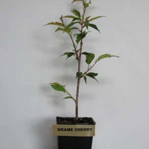 Okame Flowering Cherry Tree – Live Plant – 3-Pack – 6-10