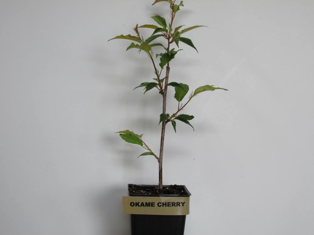 Okame Flowering Cherry Tree – Live Plant – 3-Pack – 6-10" Tall – 2.5" Pot – Outdoor - Image 2