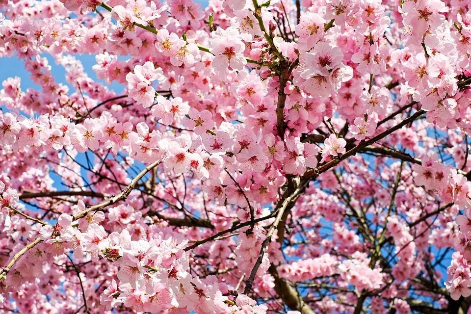 Okame Flowering Cherry Tree – Live Plant – 3-Pack – 6-10" Tall – 2.5" Pot – Outdoor - Image 1