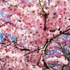 Okame Flowering Cherry Tree Live Plant – 6-10" Tall in 2.5" Pot – Outdoor - Image 1