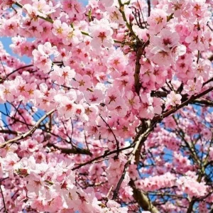 Okame Flowering Cherry Tree Live Plant – 6-10" Tall in 2.5" Pot – Outdoor - Image 1