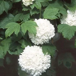 Old Fashion Snowball Viburnum Live Plant – 1 Gallon Container – 18-24