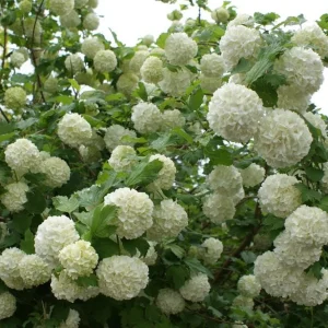 Old Fashion Snowball Viburnum Live Plant – 1 Gallon Container – 18-24