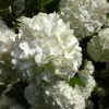 Old Fashion Snowball Viburnum Live Plant – 1 Gallon Container – 18-24" Tall – Outdoor Shrub - Image 1