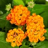 Orange Lantana Live Plant – Trailing Flowering Shrub – 3-5" Tall Young Plant - Image 1