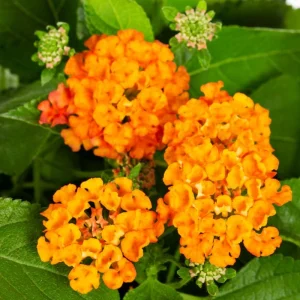 Orange Lantana Live Plant – Trailing Flowering Shrub – 3-5