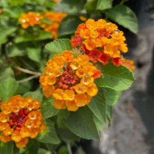 Orange Lantana Live Plant – Trailing Flowering Shrub – 3-5