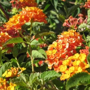 Orange Lantana Live Plant – Trailing Flowering Shrub – 3-5