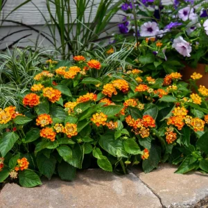 Orange Lantana Live Plant – Trailing Flowering Shrub – 3-5