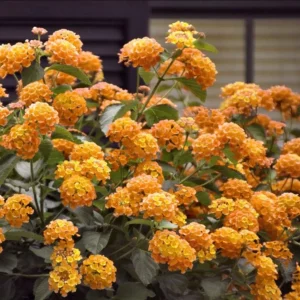 Orange Lantana Live Plant – Trailing Flowering Shrub – 3-5