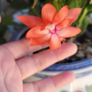 Orange Thanksgiving Cactus Live Plant – 3 inch Pot – Compact Succulent for Indoor Decor - Image 2