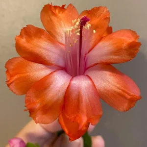 Orange Thanksgiving Cactus Live Plant – 3 inch Pot – Compact Succulent for Indoor Decor - Image 3